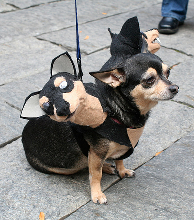 Cerberus dog costume for Halloween.