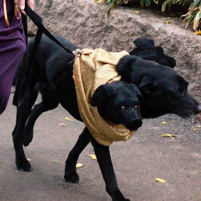 Cerberus dog costume for Halloween.