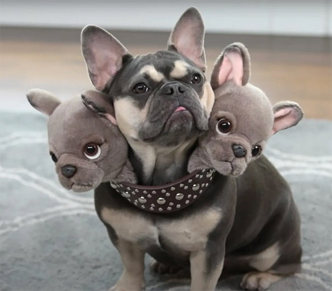 Cerberus dog costume for Halloween.