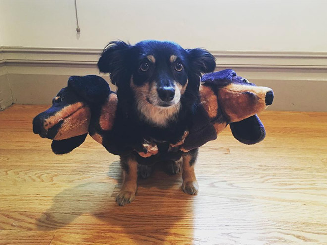 Cerberus dog costume for Halloween.