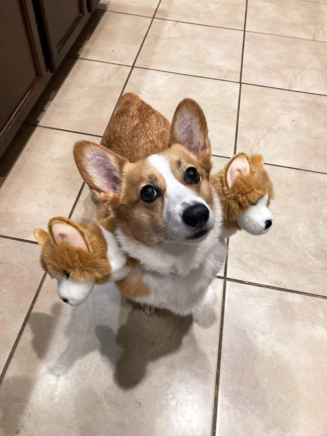 Cerberus dog costume for Halloween.