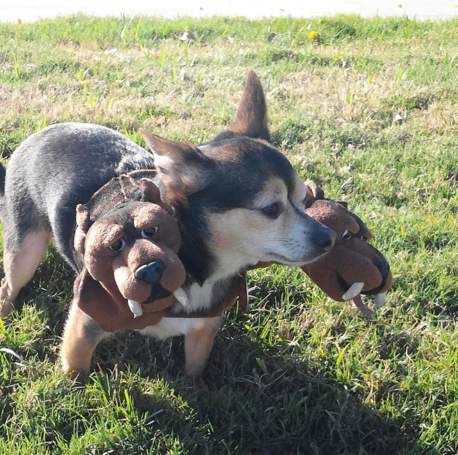 Cerberus dog costume for Halloween.