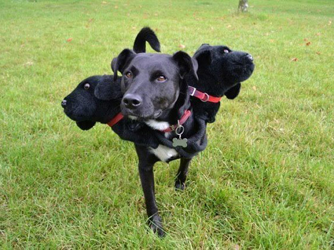 Cerberus dog costume for Halloween.