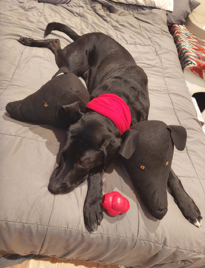 Cerberus dog costume for Halloween.