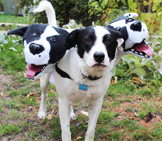 Cerberus dog costume for Halloween.