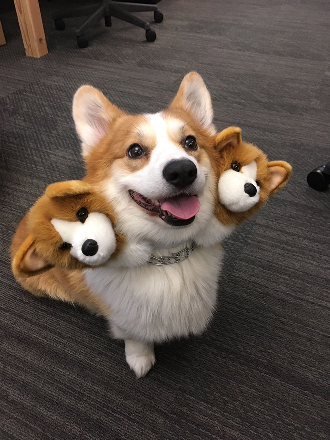 Cerberus dog costume for Halloween.