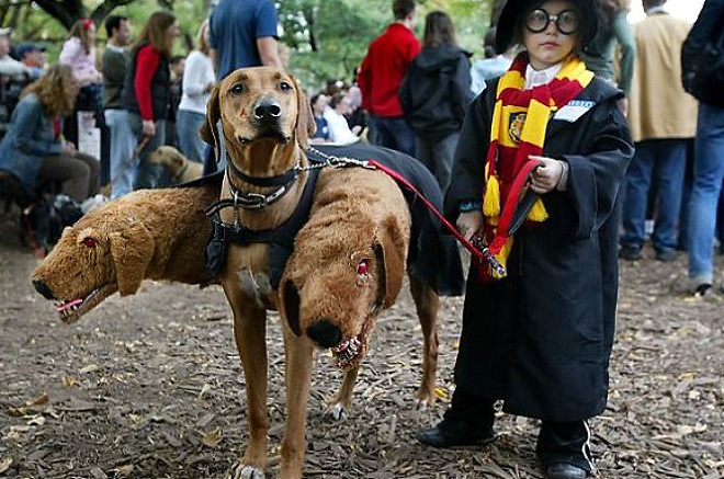 Cerberus dog costume for Halloween.