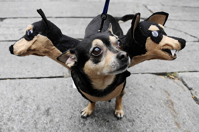 Cerberus dog costume for Halloween.