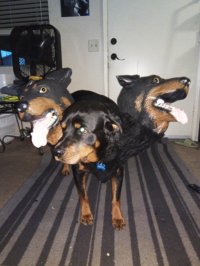 Cerberus dog costume for Halloween.