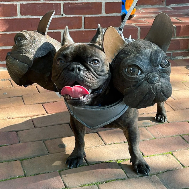 Cerberus dog costume for Halloween.