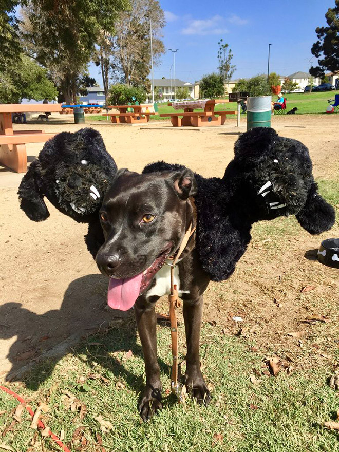 Cerberus dog costume for Halloween.