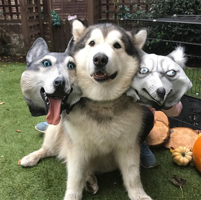 Cerberus dog costume for Halloween.