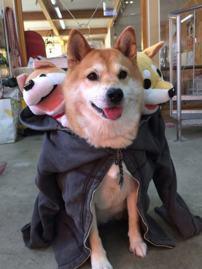 Cerberus dog costume for Halloween.