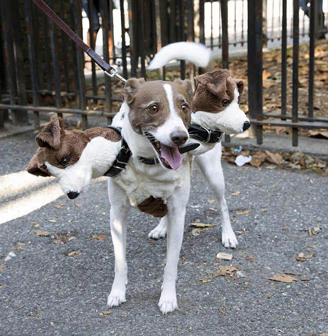 Cerberus dog costume for Halloween.