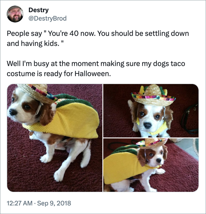 People say " You're 40 now. You should be settling down and having kids. " Well I'm busy at the moment making sure my dogs taco costume is ready for Halloween.