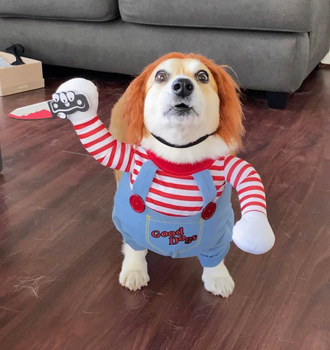 Chucky dog costume for Halloween.