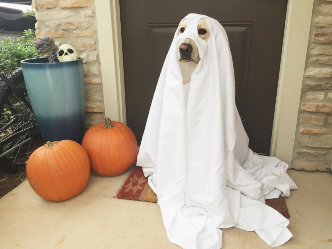 Funny dog ghost costume for Halloween.