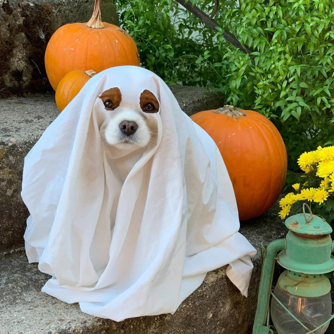 Funny dog ghost costume for Halloween.