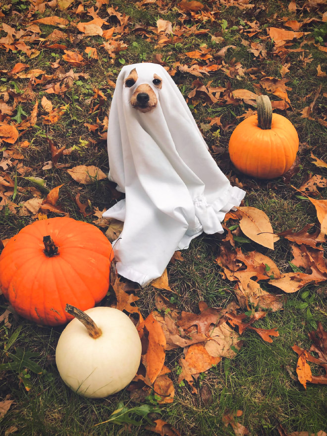 Funny dog ghost costume for Halloween.