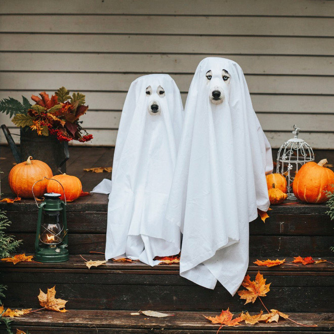 Funny dog ghost costume for Halloween.