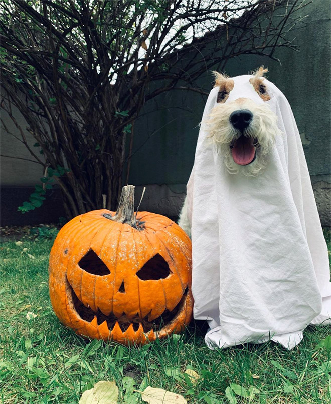 Funny dog ghost costume for Halloween.