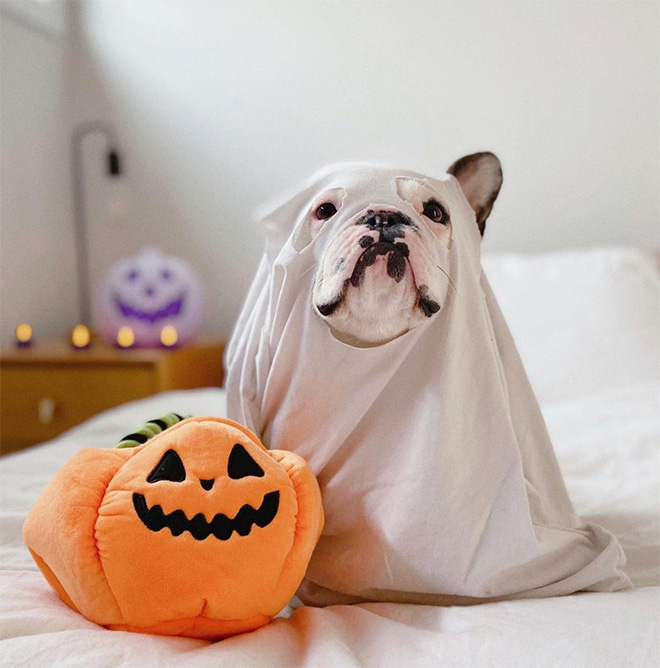 Funny dog ghost costume for Halloween.