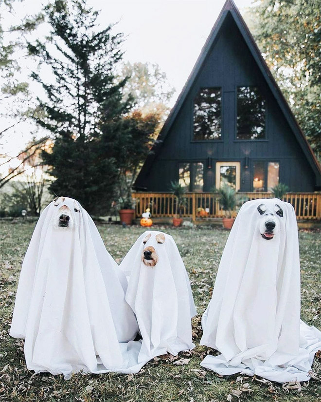 Funny dog ghost costumes for Halloween.