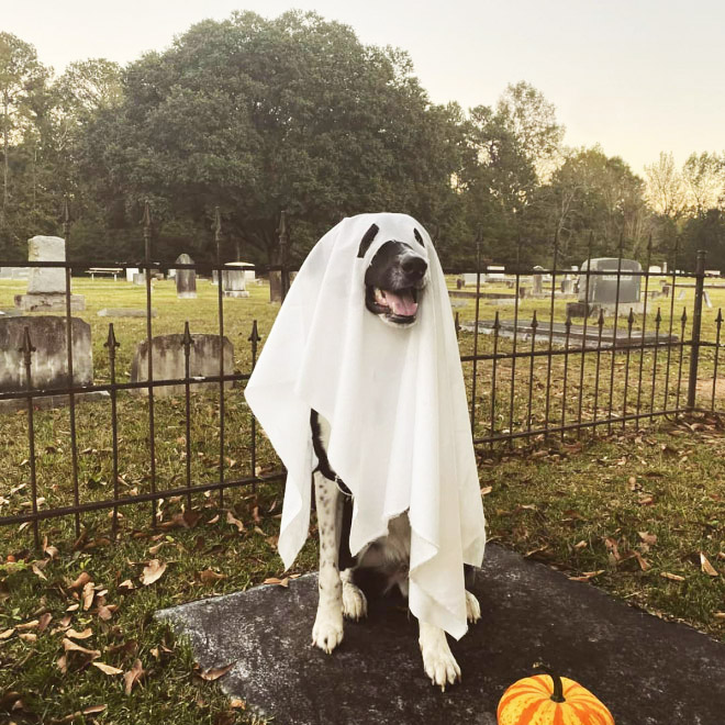 Funny dog ghost costume for Halloween.