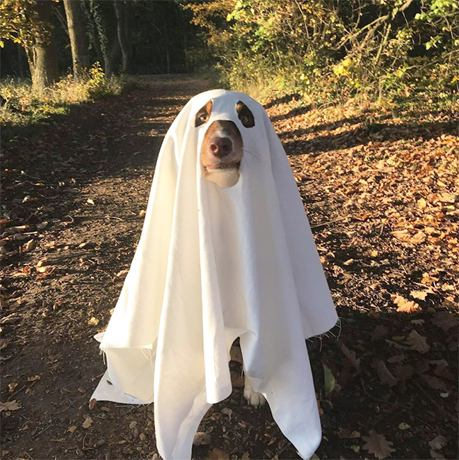 Funny dog ghost costume for Halloween.