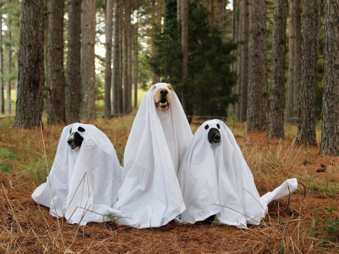 Funny dog ghost costumes for Halloween.