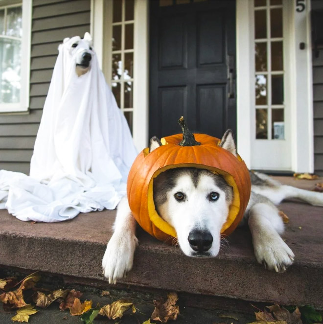 Funny dog ghost costume for Halloween.