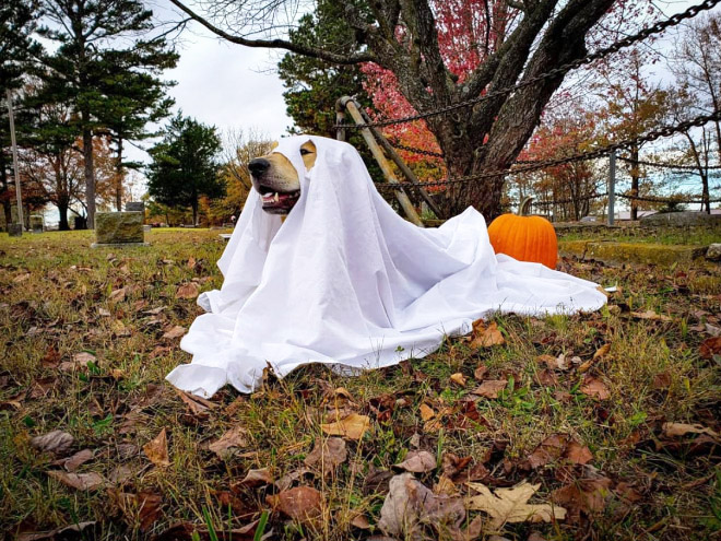 Funny dog ghost costume for Halloween.