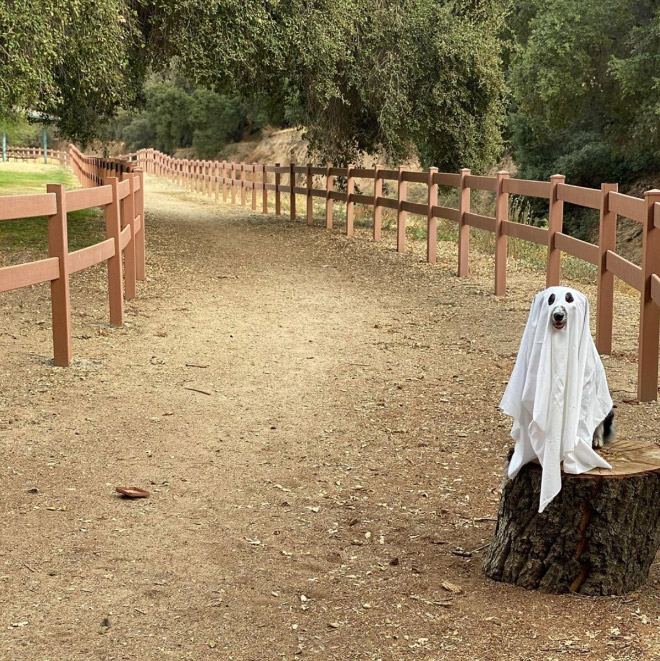 Funny dog ghost costume for Halloween.