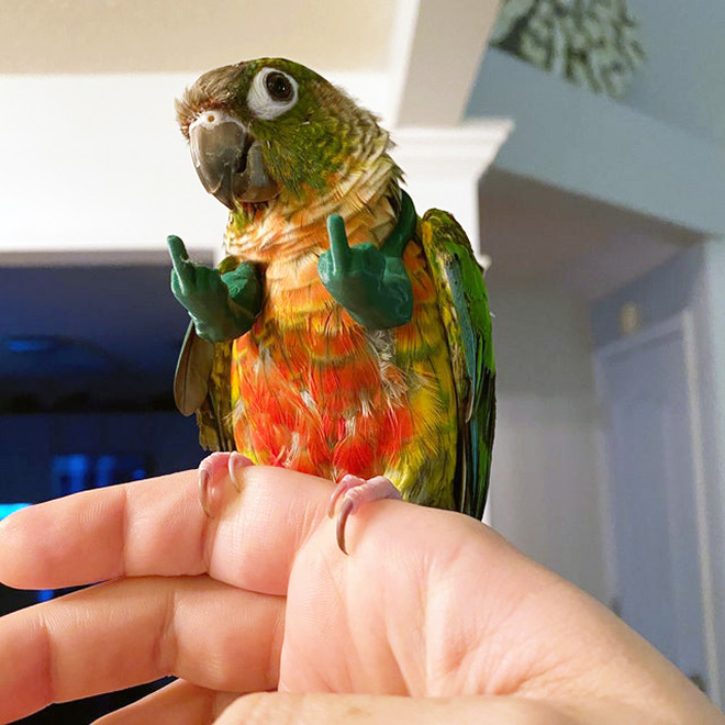 Middle finger parrot arms.