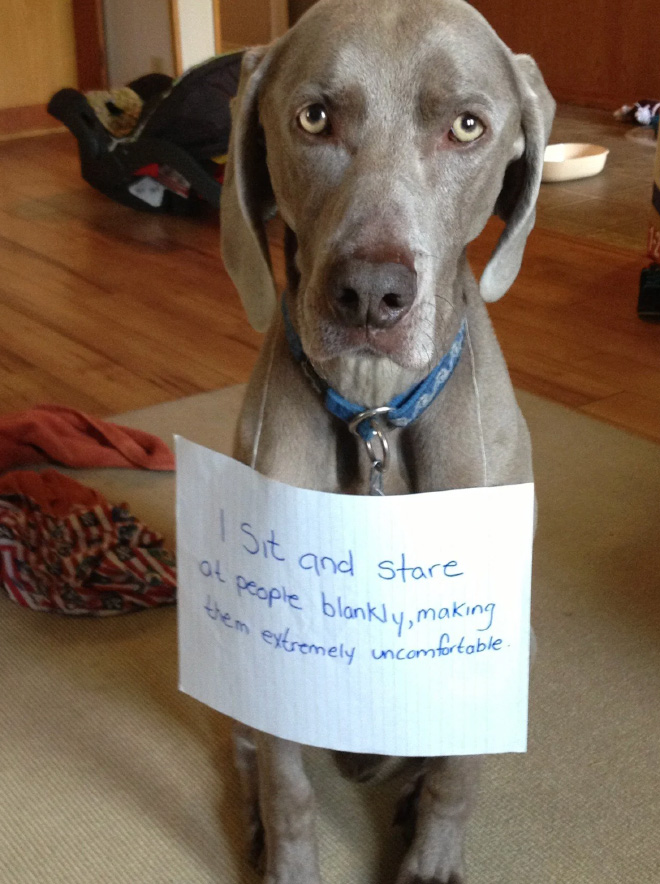 Dog shaming.