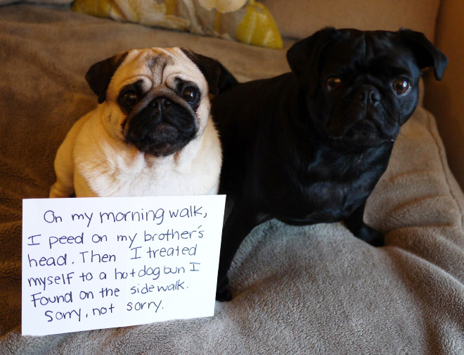 Dog shaming.