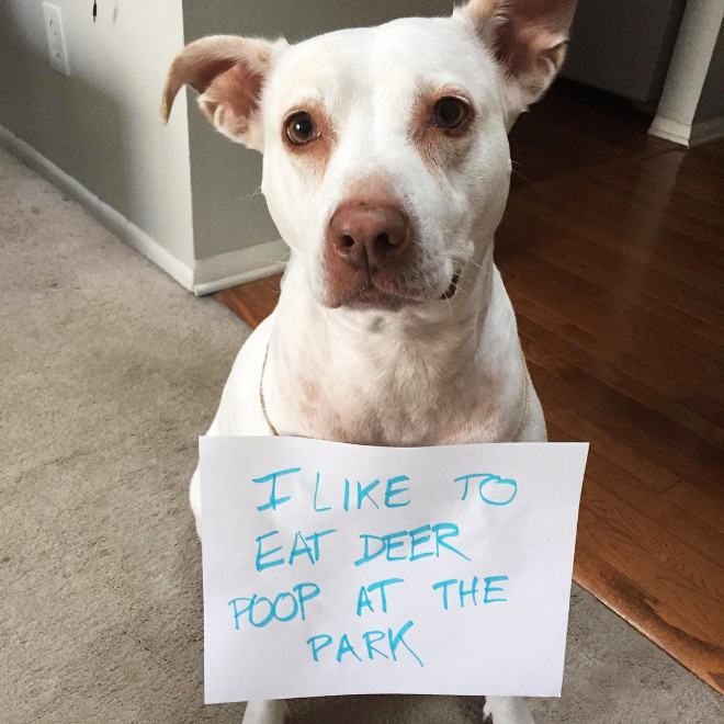 Dog shaming.