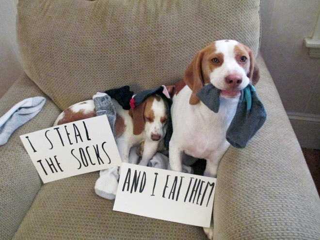 Dog shaming.