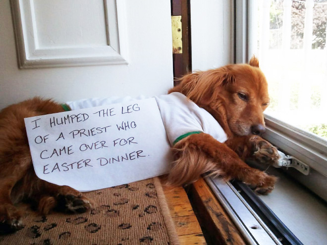 Dog shaming.