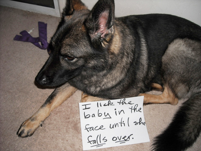 Dog shaming.