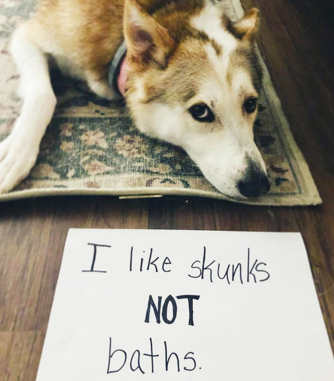 Dog shaming.