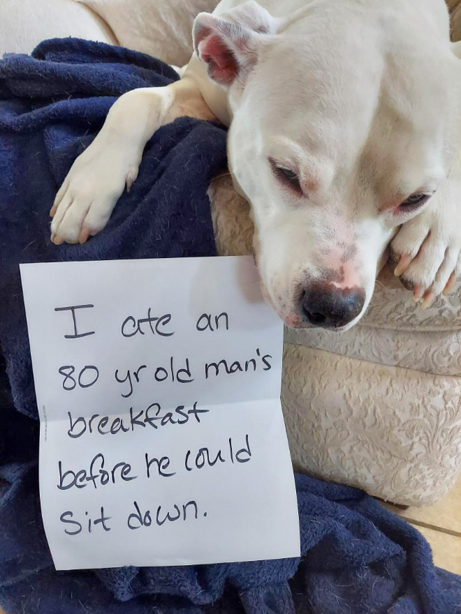 Dog shaming.