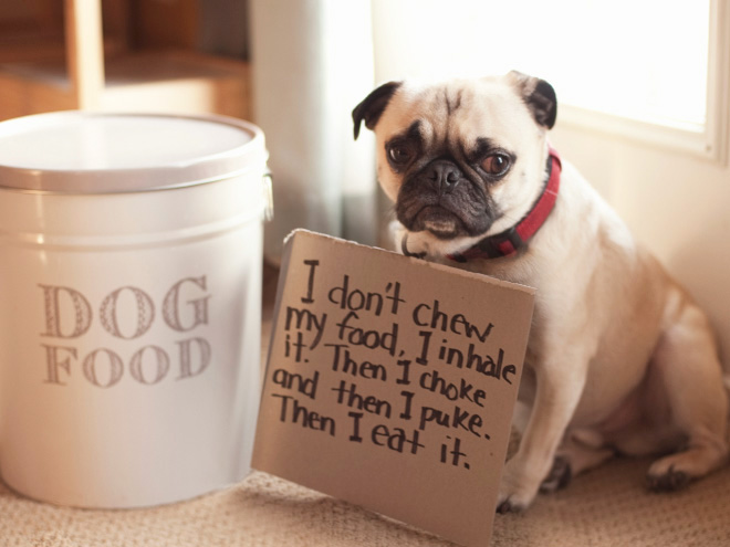 Dog shaming.