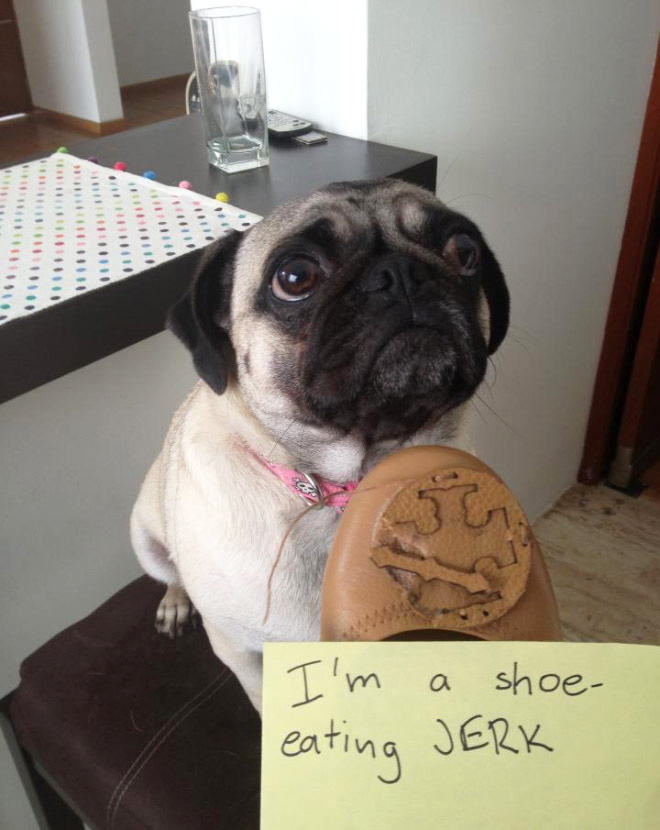 Dog shaming.