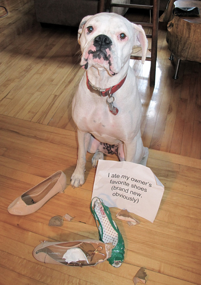 Dog shaming.