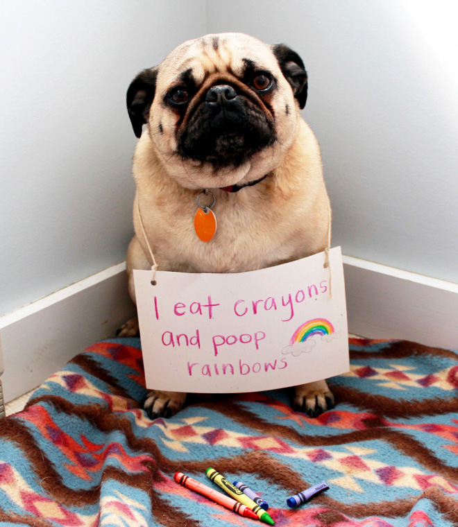 Dog shaming.