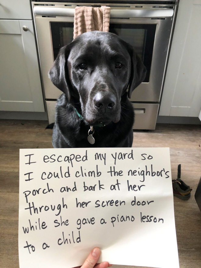 Dog shaming.