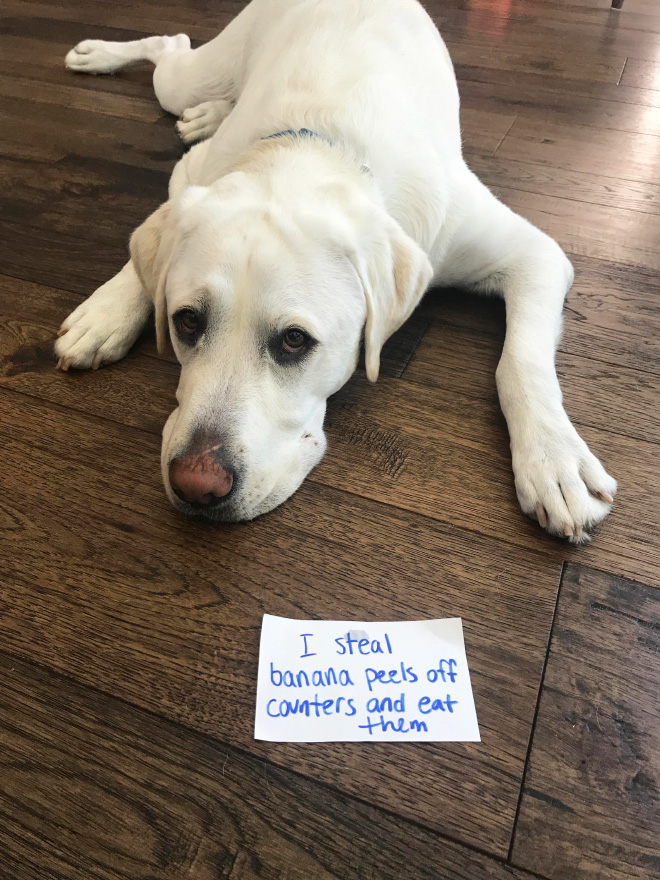 Dog shaming.