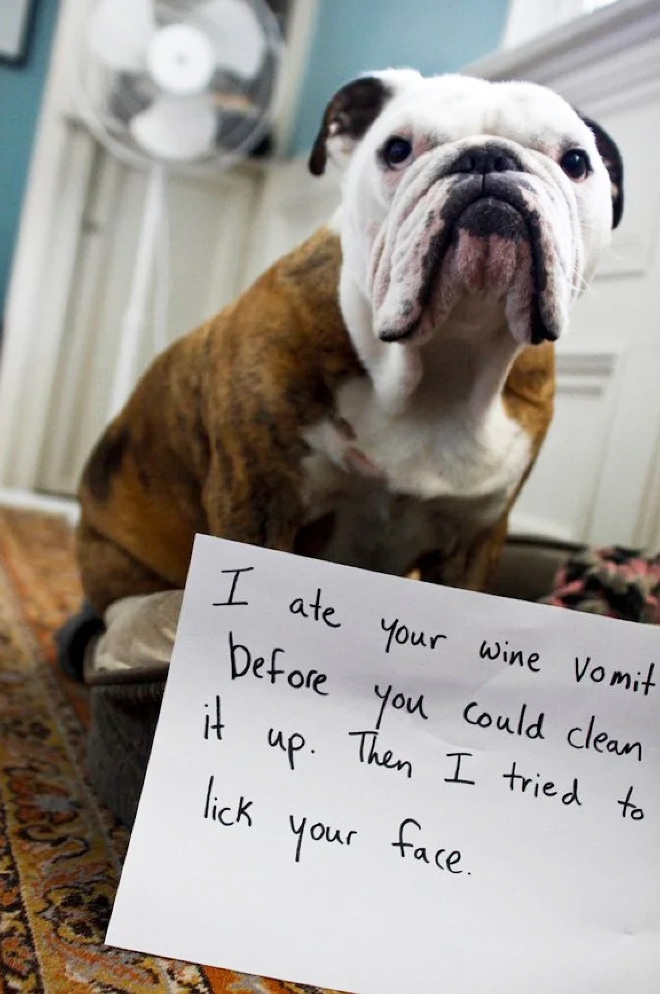 Dog shaming.