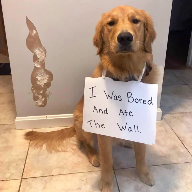 Dog shaming.